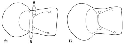 Ortiz-Sepulveda, C., Van Bocxlaer, B. et al. 2019, Fig. 6(f).jpg