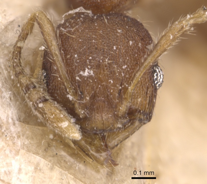 File:Pheidole asperithorax casent0904405 h 1 high.jpg