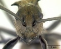 Polyrhachis militaris