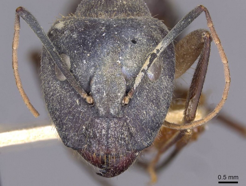 File:Camponotus lamarckii casent0910156 h 1 high.jpg