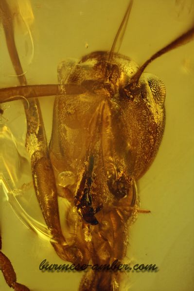 File:Ceratomyrmex, Burmese-amber.com (3).jpg