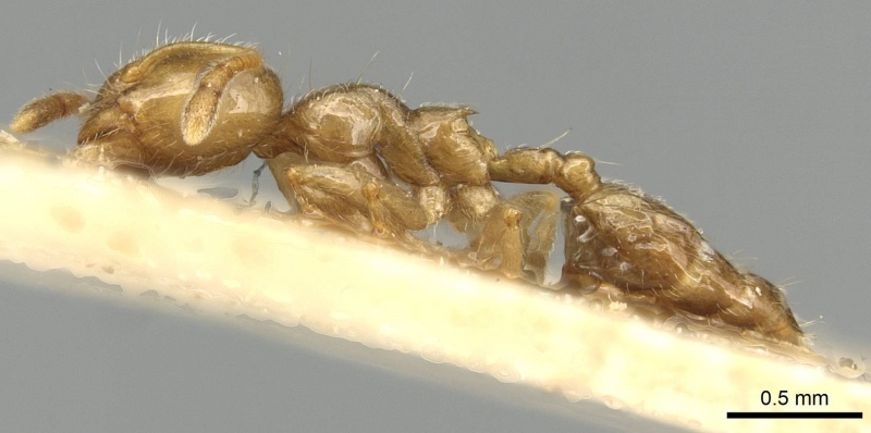 File:Crematogaster biformis casent0915368 p 1 high.jpg