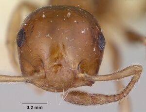 Crematogaster rasoherinae brunneola casent0101836 head 1.jpg