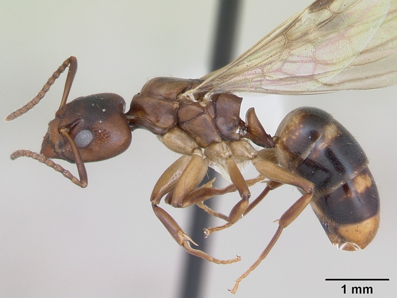 File:Dolichoderus lutosus casent0173839 profile 1.jpg