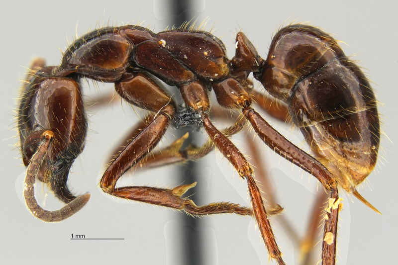 File:MCZ Leptogenys birmana hal1 6.jpg