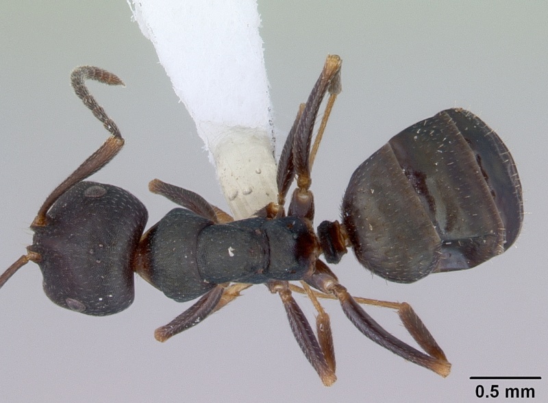 File:Melophorus majeri casent0172019 dorsal 1.jpg