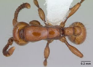 Neivamyrmex diversinodis casent0173523 dorsal 1.jpg