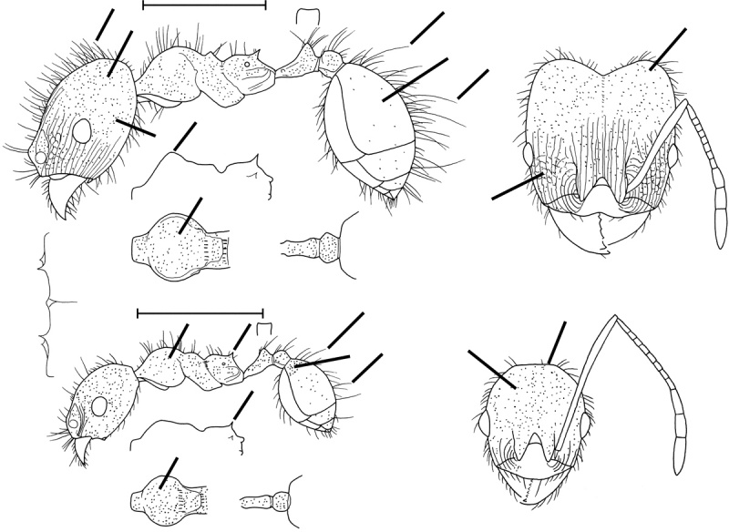 File:Pheidole erethizon Wilson 2003.jpg