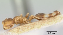 Solenopsis tenuis delfinoi casent0104993 profile 1.jpg