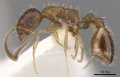 Temnothorax cenatus P casent0900308.jpg