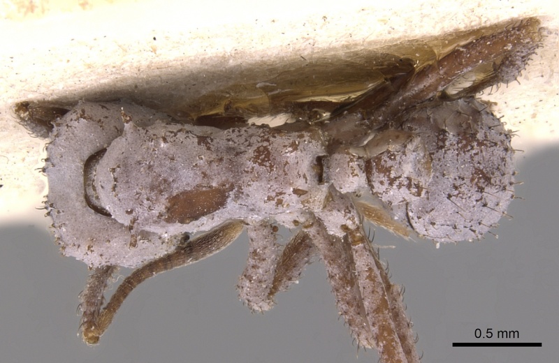 File:Trachymyrmex pruinosus usnment00445506 d 1 high.jpg