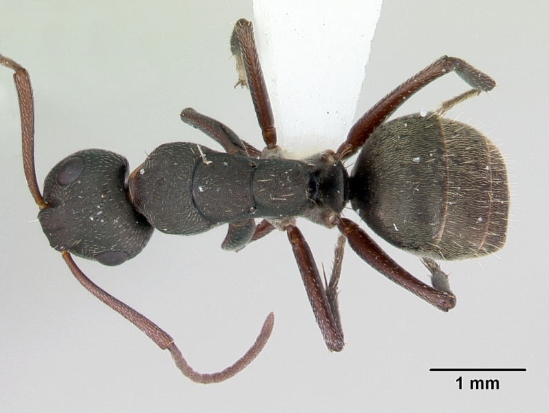 File:Camponotus planus casent0173221 dorsal 1.jpg
