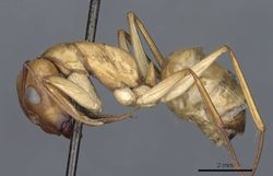 Camponotus turkestanus casent0905308 p 1 high.jpg