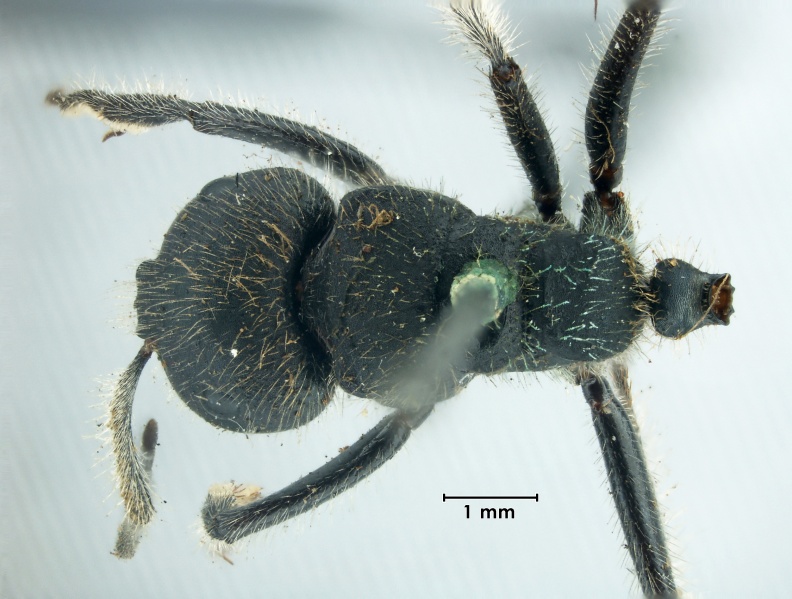 File:MCZ-ENT00021640 Calomyrmex glauerti had.jpg