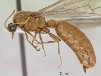 Neivamyrmex fuscipennis casent0103460 profile 1.jpg