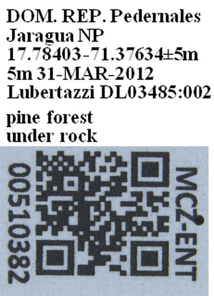 File:Pheidole drepanon MCZENT00510382 label.jpg