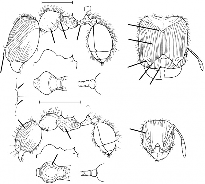 File:Pheidole obscurifrons Wilson 2003.jpg