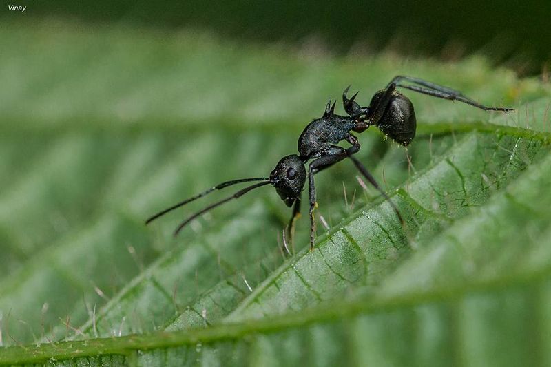 File:Polyrhachis, India, Vinay Krishnan.jpg