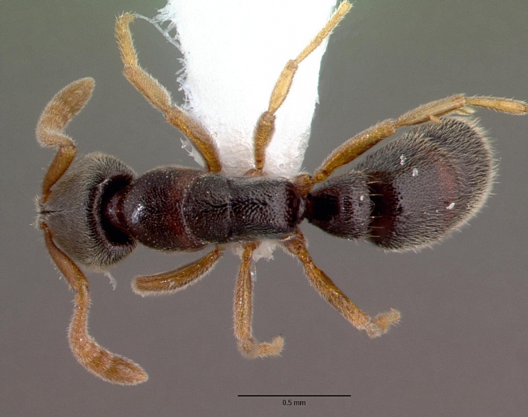 File:Ponera japonica casent0008646 dorsal 1.jpg