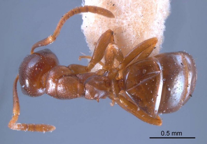 File:Stigmacros glauerti antweb1008339 d 1 high.jpg