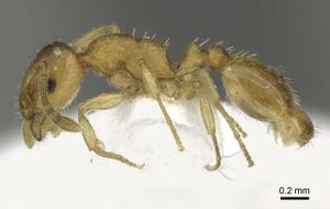 Temnothorax subtilis casent0906697 p 1 high.jpg