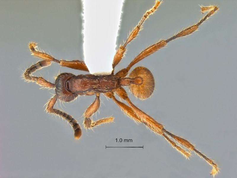 File:Aenictus-yamanei-dorsal-am-lg.jpg