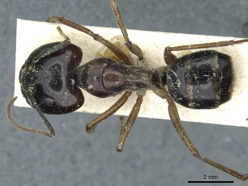 File:Camponotus terebrans casent0911963 d 1 high.jpg