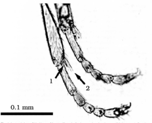 Fig. 2. Lopez et al. 1994, lateral view of hind legs leptanilla zaballosi.png