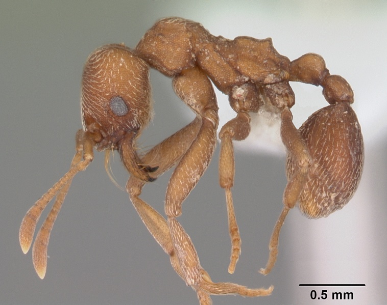 File:Kalathomyrmex emeryi casent0010816 profile 1.jpg