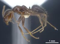 Lasius hirsutus Holotype worker antweb1041442 p.jpg