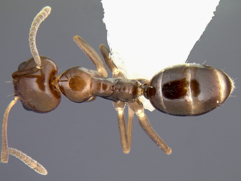 File:Linepithema iniquum casent0106982 dorsal 1.jpg