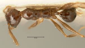 Pheidole makilingi focol1390-2 d 1 high.jpg