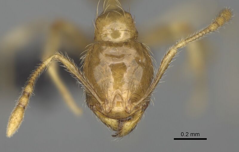 File:Pheidole navoatrensis casent0204254 h 2 high.jpg