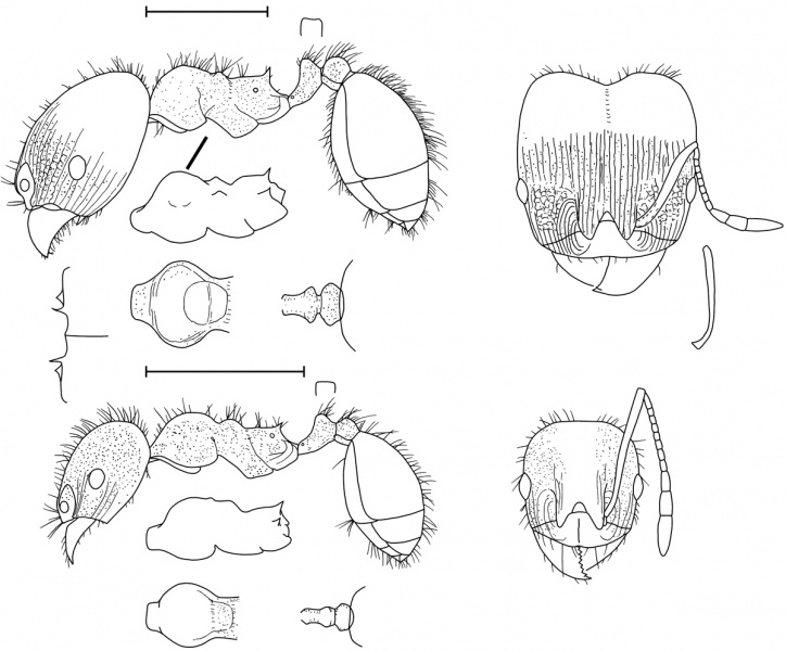 File:Pheidole tetra Wilson 2003.jpg