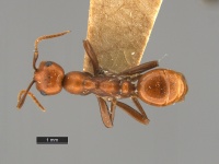 Polyergus-montivagus-MCZ001D.jpg