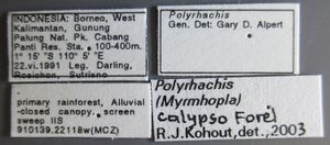 Polyrhachis-calypso-lbs.jpg