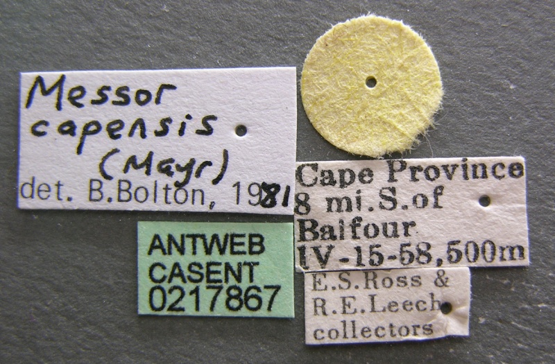 File:Messor capensis casent0217867 l 1 high.jpg