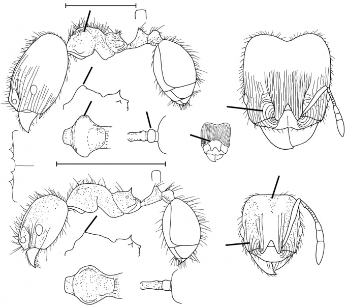 File:Pheidole chalcoides Wilson 2003.jpg