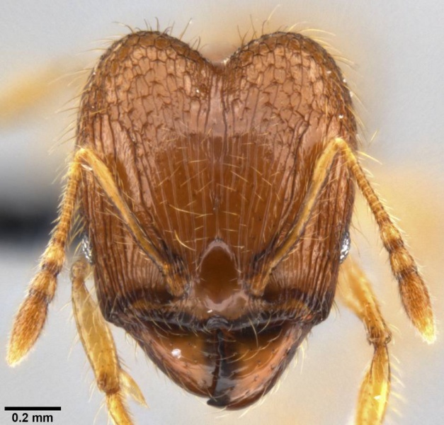 File:Pheidole sauberi casent0219512 h 1 high.jpg