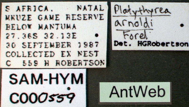 File:Platythyrea arnoldi sam-hym-c000559a label 1.jpg