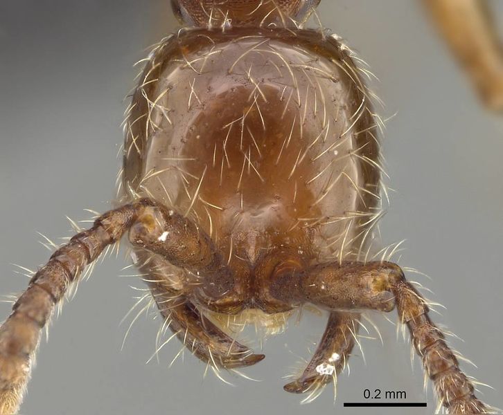 File:Aenictus wudangshanensis casent0914927 h 1 high.jpg