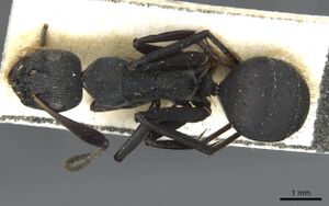 Camponotus compressiscapus casent0913706 d 1 high.jpg