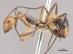 Camponotus rufoglaucus casent0910329 p 1 high.jpg
