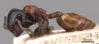 Crematogaster nigriceps casent0904510 p 1 high.jpg