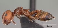 Crematogaster tricolor casent0104590 p 1 high.jpg