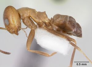 Dorymyrmex smithi casent0103445 profile 1.jpg