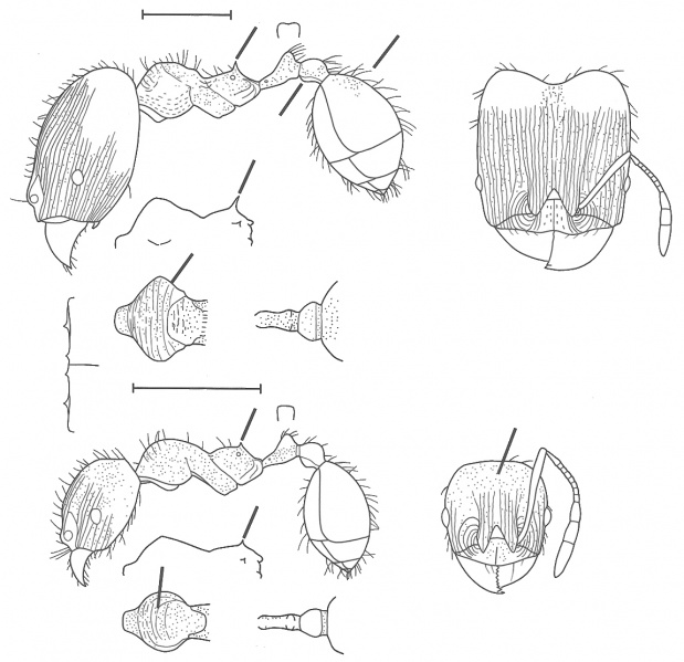 File:Pheidole exarata Wilson 2003.jpg