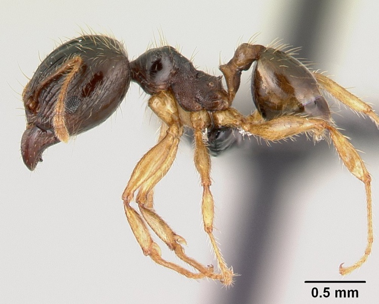 File:Pheidole megatron casent0146034 p 1 high.jpg