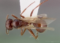 Pogonomyrmex colei casent0005716 dorsal 1.jpg