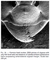 Seifert 2000. Fig. 16